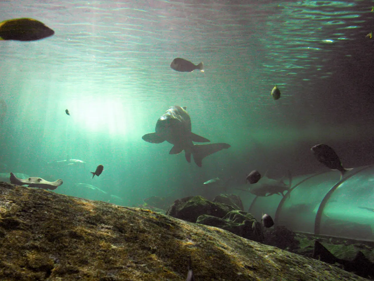 Illuminating Submerged Topics beneath the Water Surface