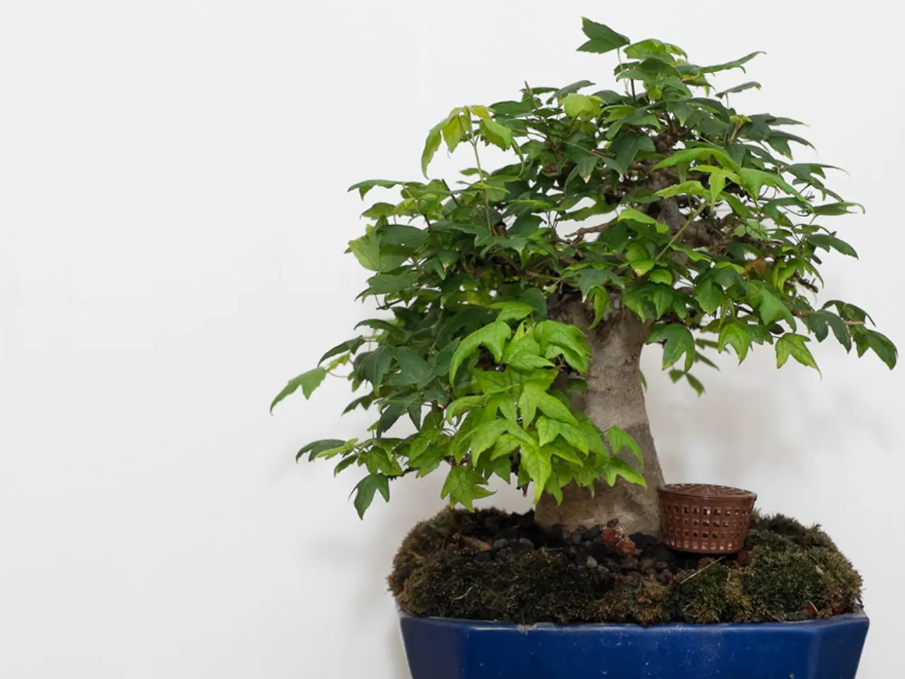 Selecting the Ideal Indoor Bonsai Soil Composition for Maximum Growth Success
