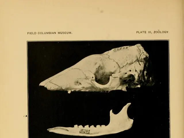 Strategies for Strong Bones: