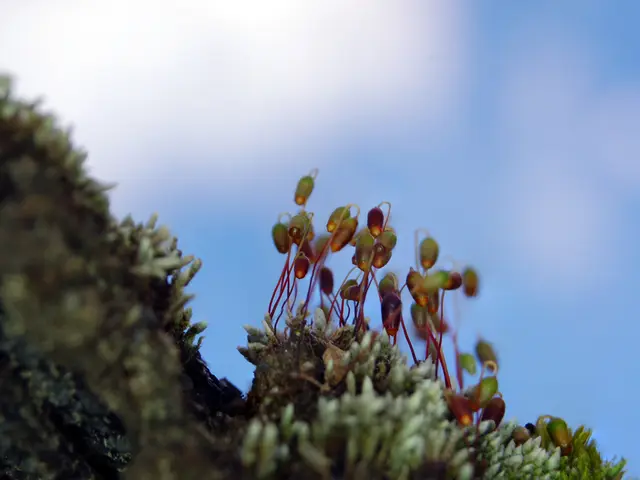 Comparing the Vaonis Vespera II and Unistellar Odyssey Pro: Identifying the Right Telescope for You