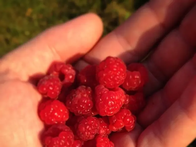 Automation Advancements Threaten to Displace Berry Pickers