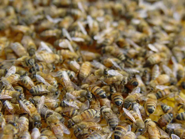 Bees Navigate through Electric Fields of Blossoms