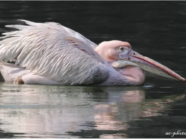 Instructions for Building Personalized Accelerated AI Images for AWS SageMaker utilizing oneAPI and...