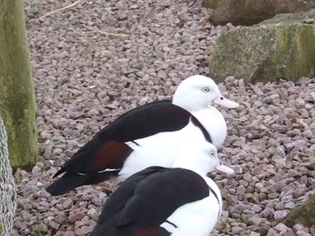 Swarovski Optik introduces Burnt Orange binoculars, offering clear and sharp sight for...