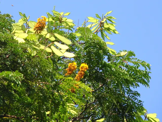 Machine Learning's Guiding Structure: Decision Trees