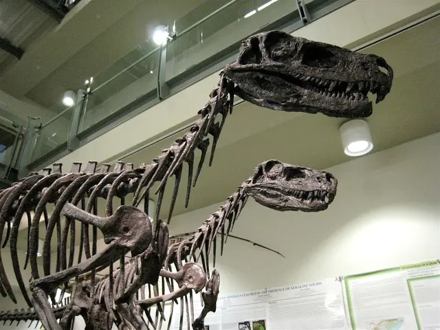 Prehistoric marine beast, colossal ichthyosaur, unveiled in soft tissue fossil form, potentially...