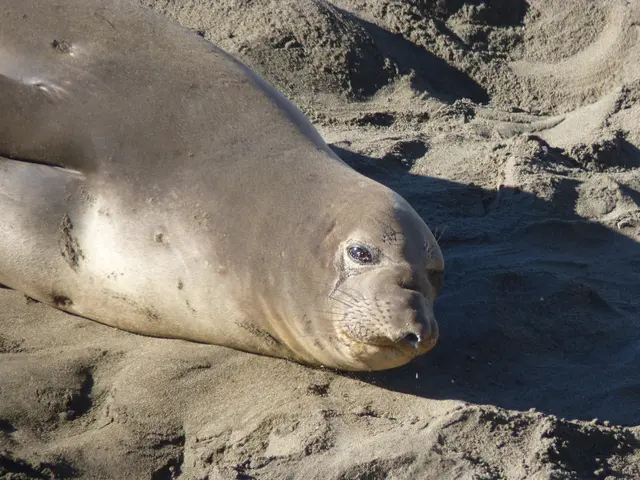 Optimized white sealing sludge now offered by Ardex - an improvement on a timeless product