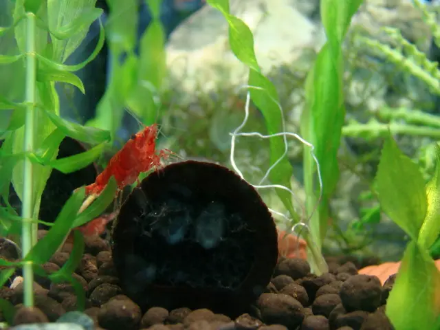 Synthetic Photosynthesis to Give Plants a Run for Their Money in Greenness