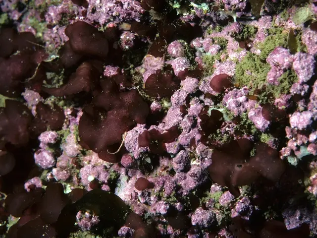 Exploring Biomimicry: Constructing with Dr. Shu Yang, from folding to structuring