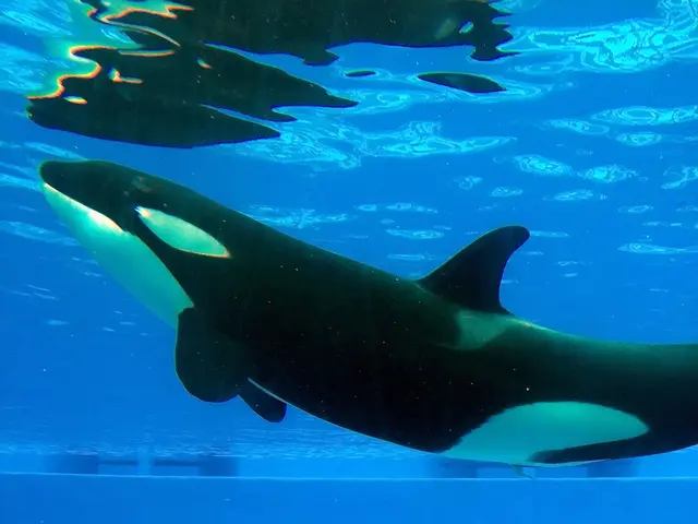 "Toshi Surges 90% Following Listings: On-chain Data Unveils Significant Whale Transactions...