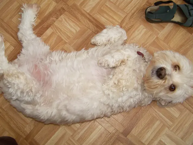 U.S. Launches First Ever Spot Listings for Dogecoin and Ripple in ETFs Mainstream Market