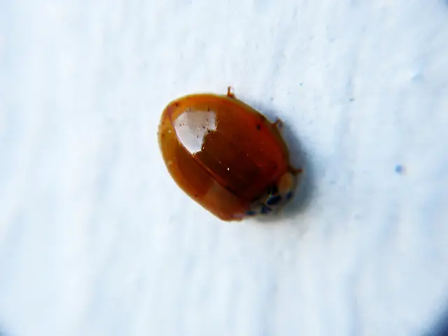 Security advisory issued by TeamT5 regarding a weakness in Palo Alto systems