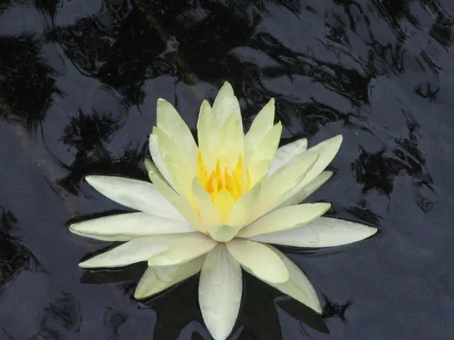 In this picture we can see white and yellow lotus flower in the water.