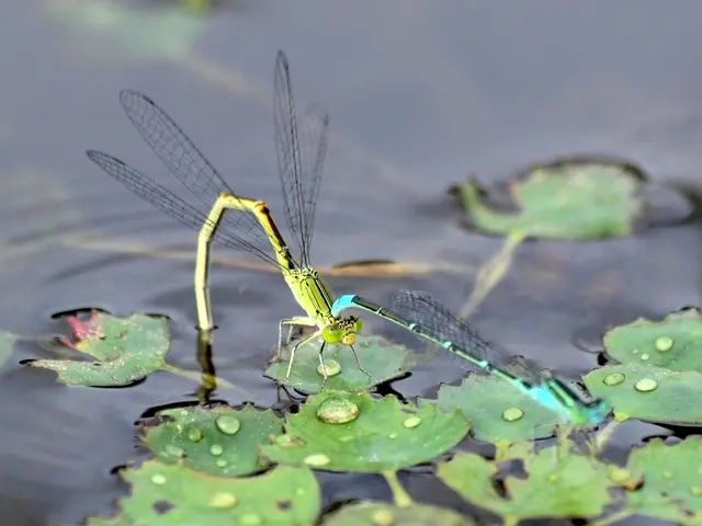 The picture consists of dragonflies, leaves, stems in a water body.