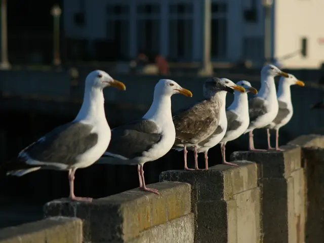 In the foreground of this image, there are birds on the wall. In the background, it seems like a...