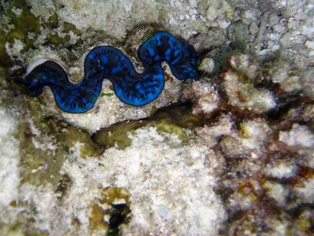 In the foreground I can see a snake fish in the water. This image is taken may be in the ocean.