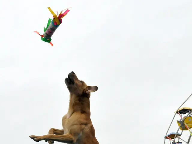 In this picture we can see a dog is jumping and trying to catch an object. Behind the dog there are...