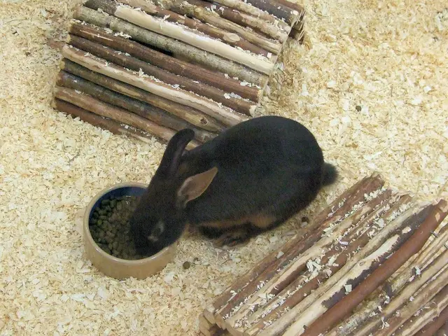 Here we can see a rabbit eating food and there are wooden burrows.