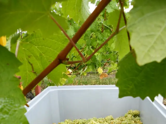 In this image we can see some leaves and there is white color tray in which there are some grapes...