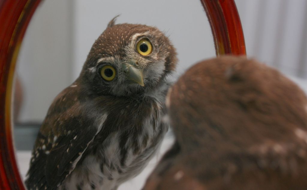 Visual Observation: Is Reflector or Refractor More Suitable?